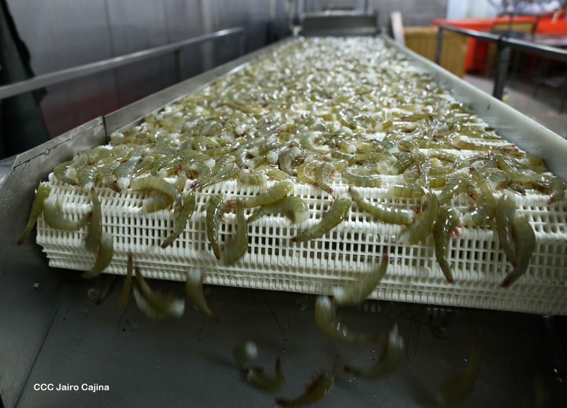 CAMARONES